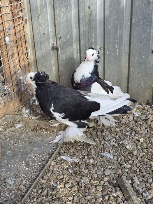 Uriasi maghiari 2025   tineri