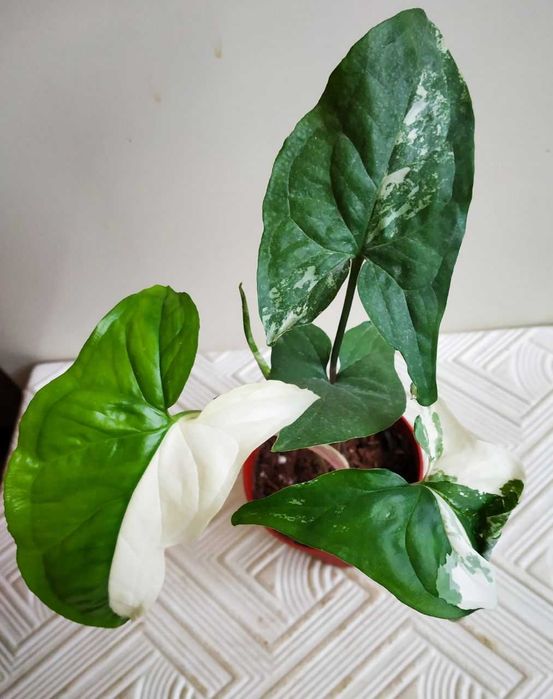 Молодой сингониум Альба ( вар )