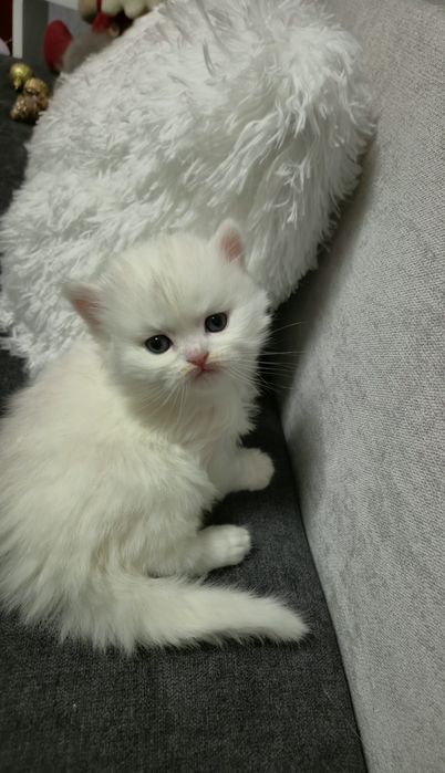 Шотландски котенца