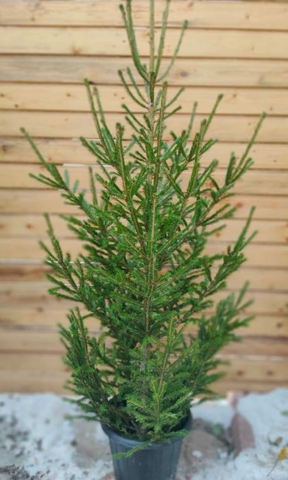 Новогодние ёлки с ароматом леса, звоните