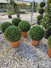 Buxus globular toate dimensiunile