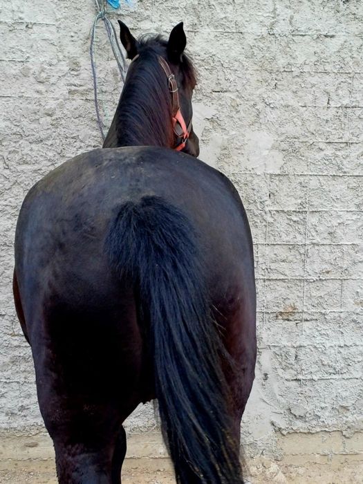 De vânzare iapă destantă învârstă de doi ani foarte cuminte și curat p