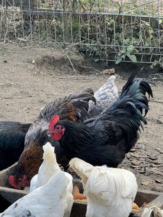 Vand cocosi de anul asta australorp si la Bresse