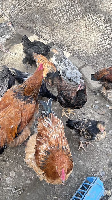 Петухи/xuroz sotiladi otasi Brama onasi mestniy