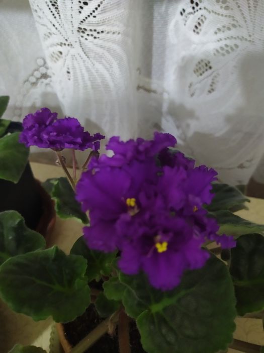 Фиалки бордовые, каланхоэ розовый, кактусы, горшки цветочные