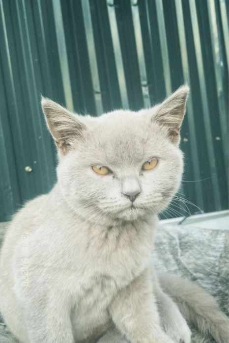 Котёнок британец 5 месяцев