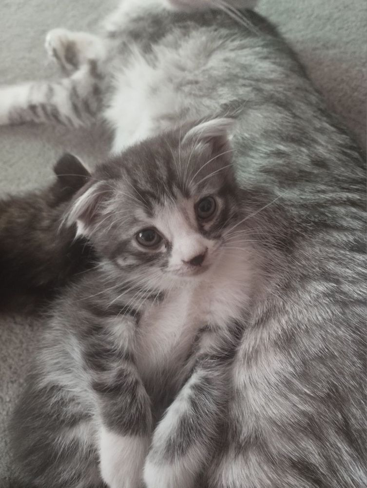 Продам котят веслаухие