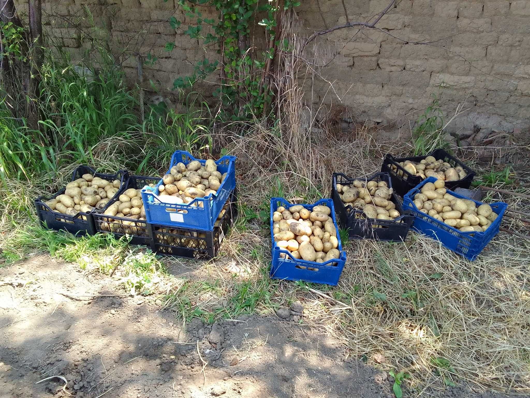 Продавам пресни картофи