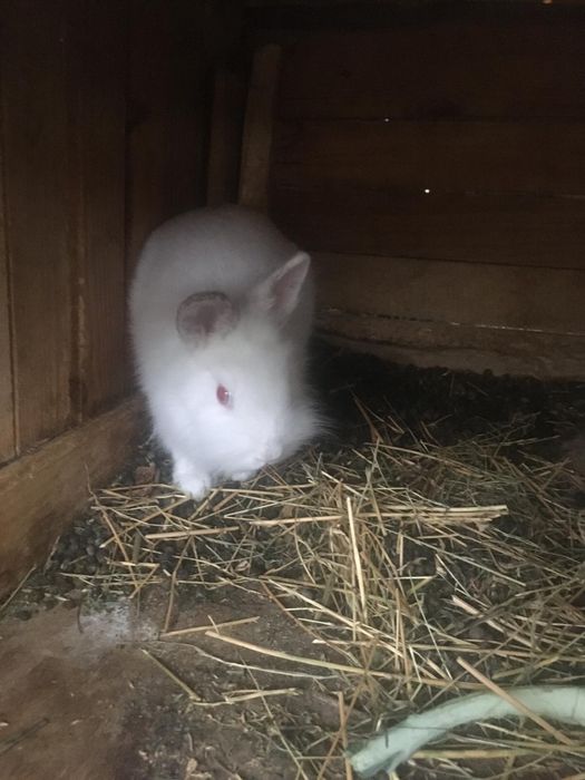 Vand iepurasi hycoli si cap de leu