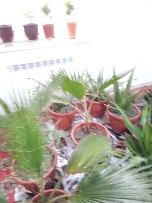 Tabby òģitlar blan parvarishlangan xona gullari