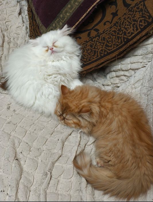 Породисти персийски котета