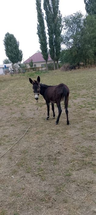 Ешек сатылады 2 жасар