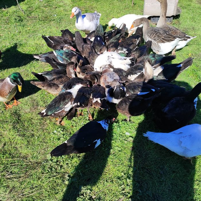 Продават се патици, гъски.