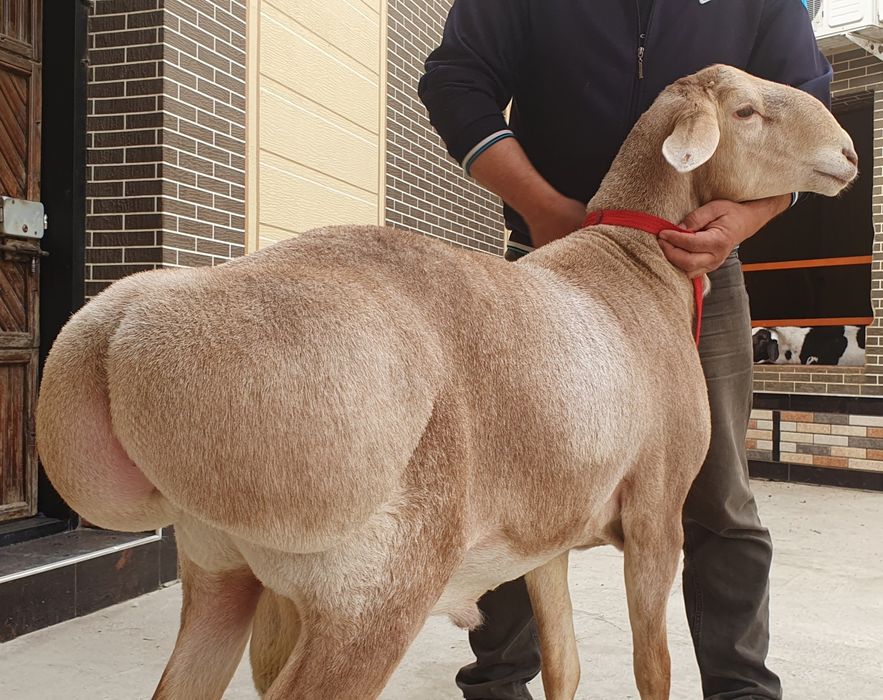 Арашан ку'чкор сотилади