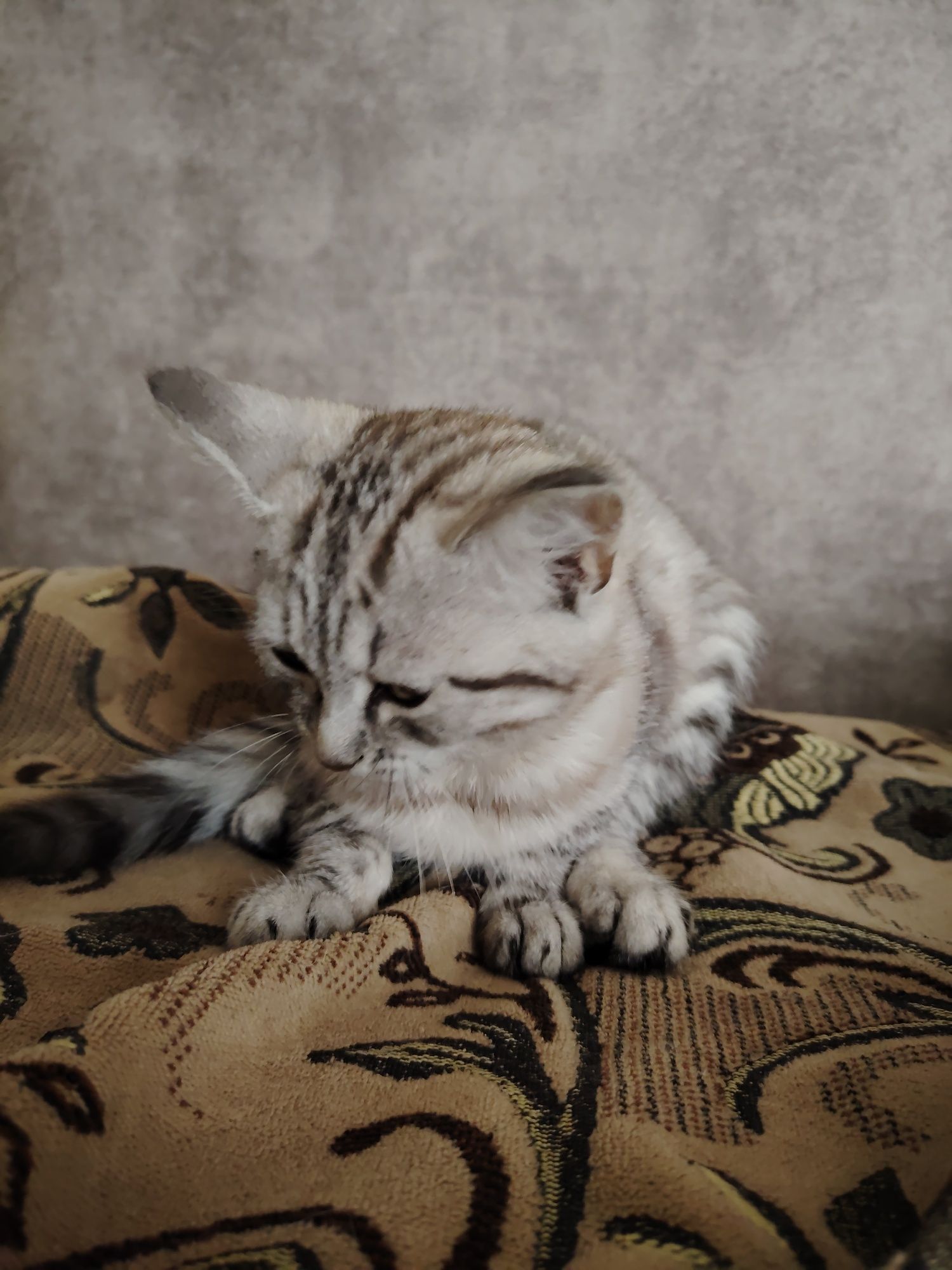 Отдам котенка бесплатно