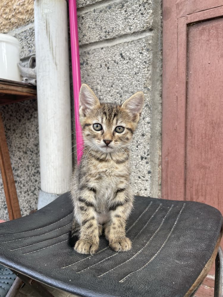 Подарявам котенца
