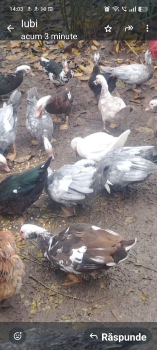 Vând rațe și rățoi mute crescute bio ,