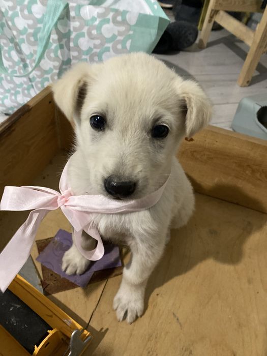 Отдам даром отдам даром щенка