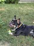 Mascul Bulldog francez merle