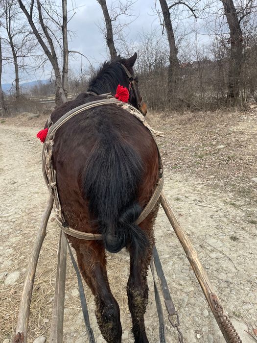 Cal în vârstă de 3 ani