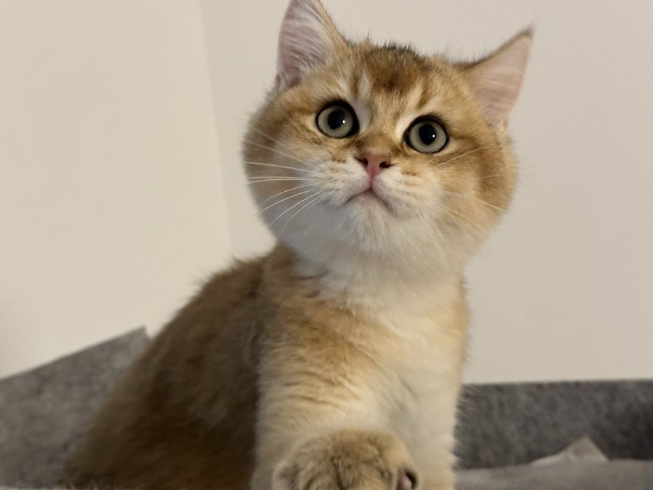 Baietel british shorthair golden chinchilla superb ! Pedigree WCF !