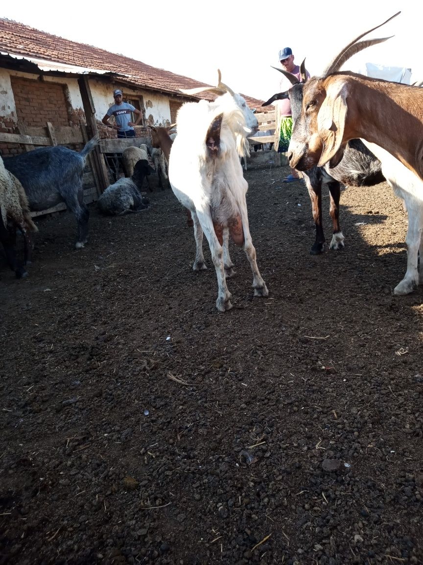 Capre de vânzare 33 buc 800 leii buc