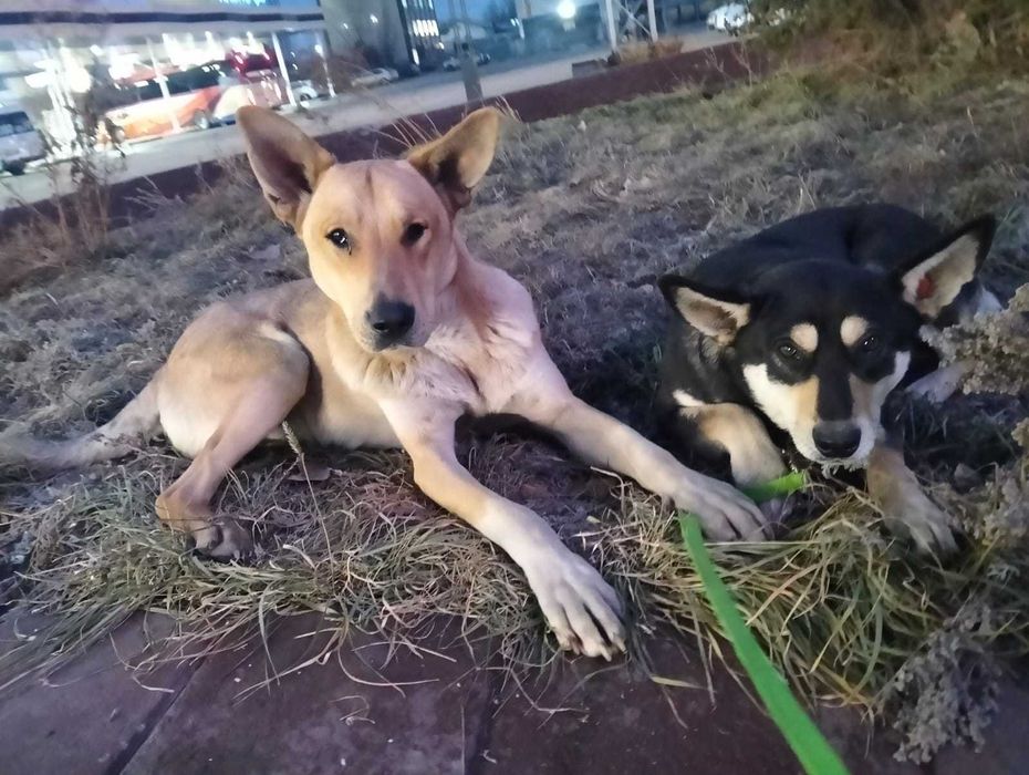 Собаки (девочка и мальчик) ищут дом