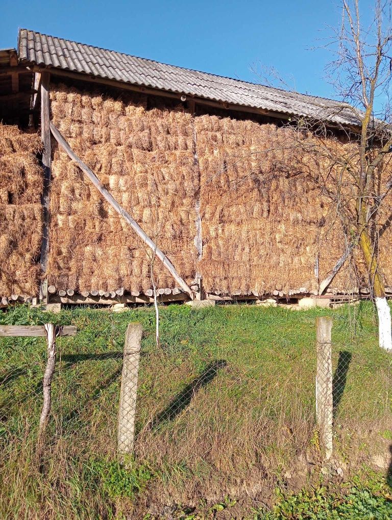 Vand baloti de lucerna,fan si paie