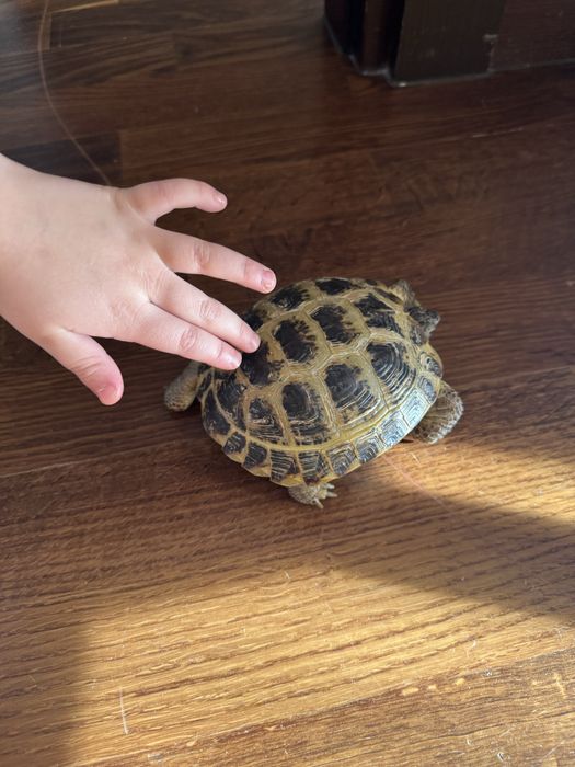 Продам степную черепаху