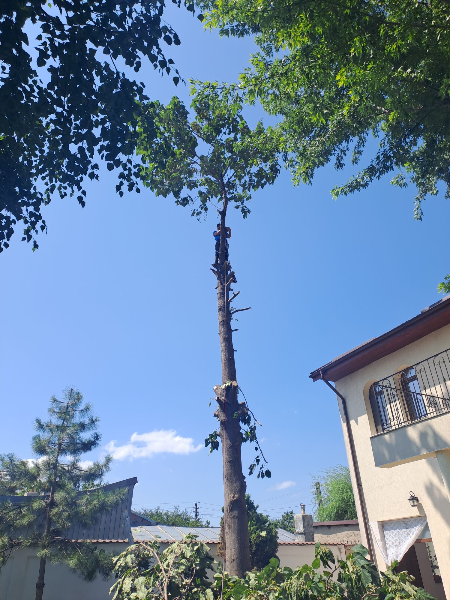 Alpinism Utilitar/Tăiere/Toaletare Arbori/Rapid.