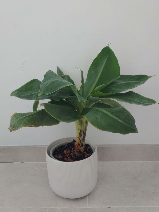 Orhidee de vanilie, ananas, bananier, dracaena lemon