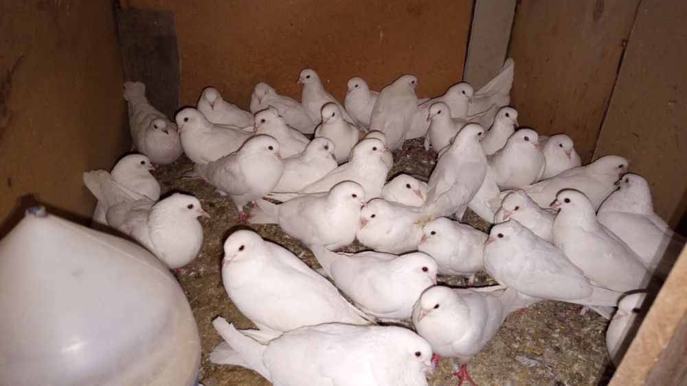 Белые голуби продам