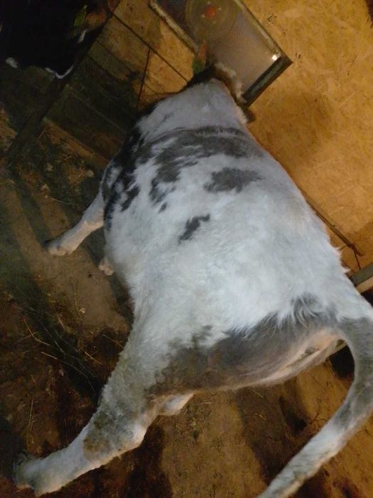 De vânzare tăurași