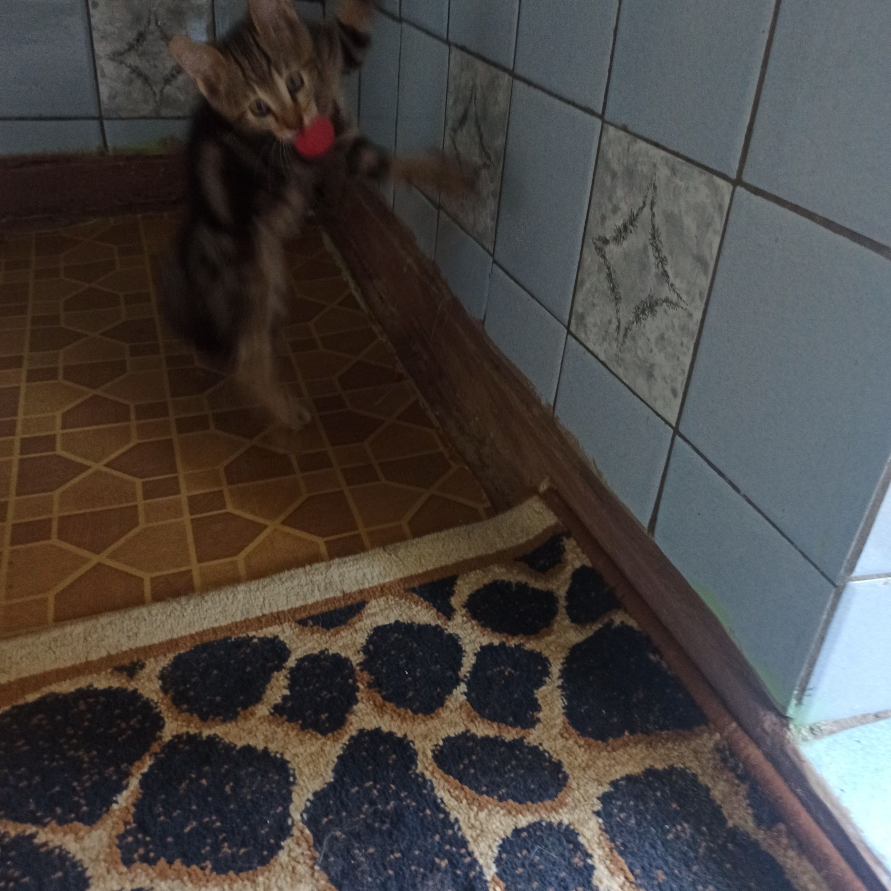 Котенок бенгальский