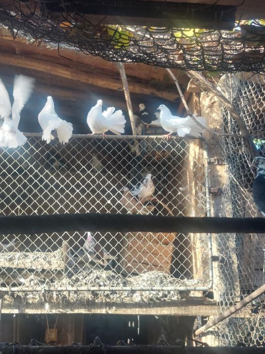 Гълаби фенерлии и играчи .