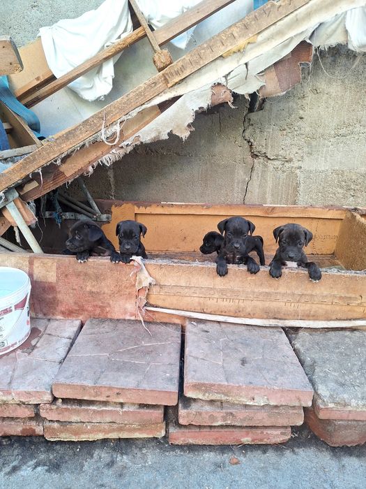 Продавам Кане корсо.Родени на 30.07.2025 г.Остана едно женско!