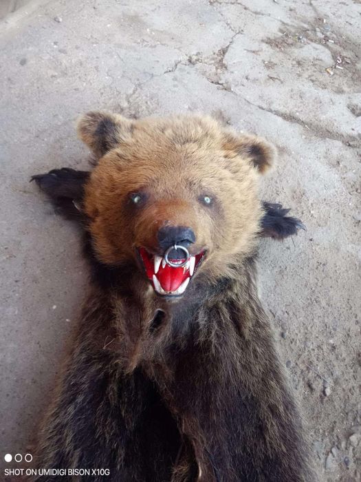 Costul din blana de urs naturala