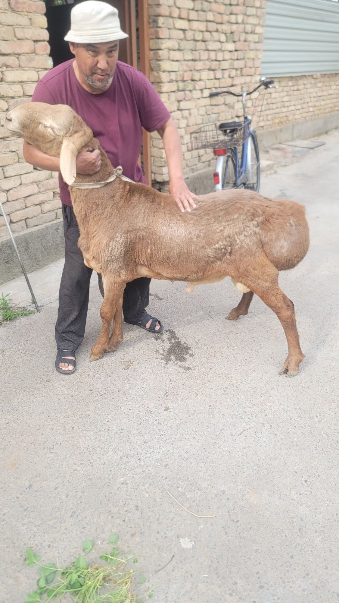 Arashan qozi qochqor sotiladi