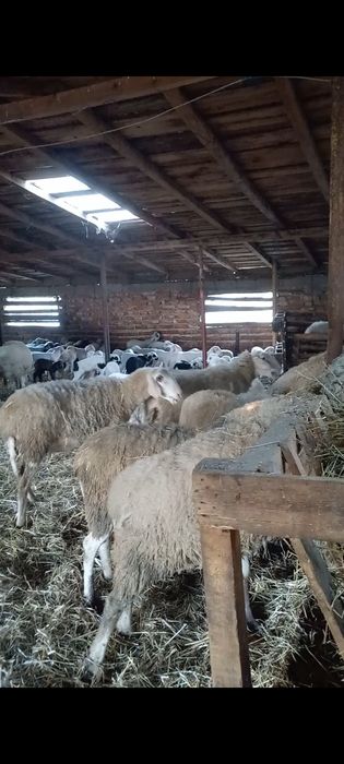 Vand oi fatate  15 bucati toate tinere