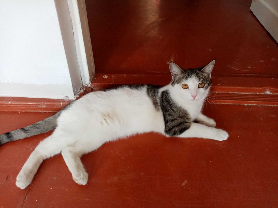 молодая кошечка Бэлла 8 месяцев домашняя