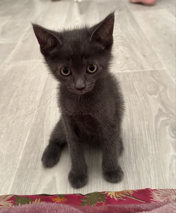 Отбам котенка в добрые руки. Мальчик, 2 месяца