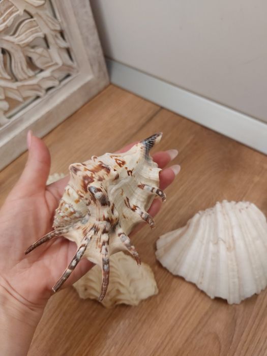 Scoici/ melci  de mare