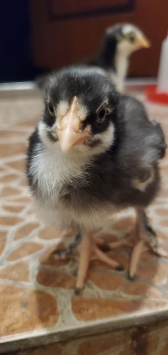 Продажа кур породы Мехелинская Кукушечная