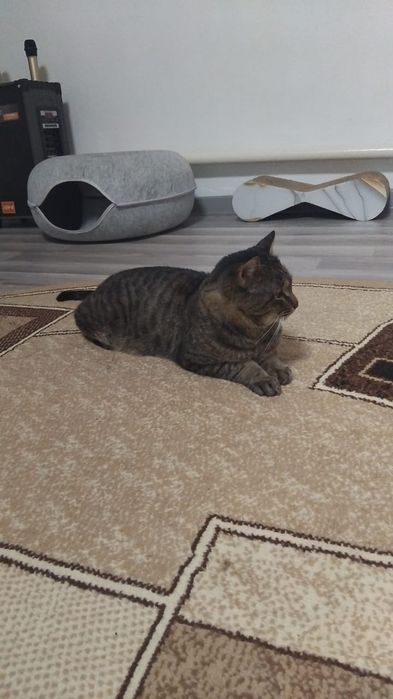 Котик в добрые и любящие ручки