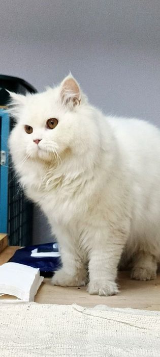 Zotli parodali mushuk juda yahshi yuvosh mehribon