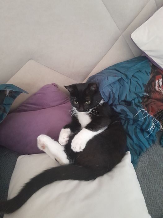 Отдам подрощенного котёнка в очень добрые руки, ест все, лоток знает