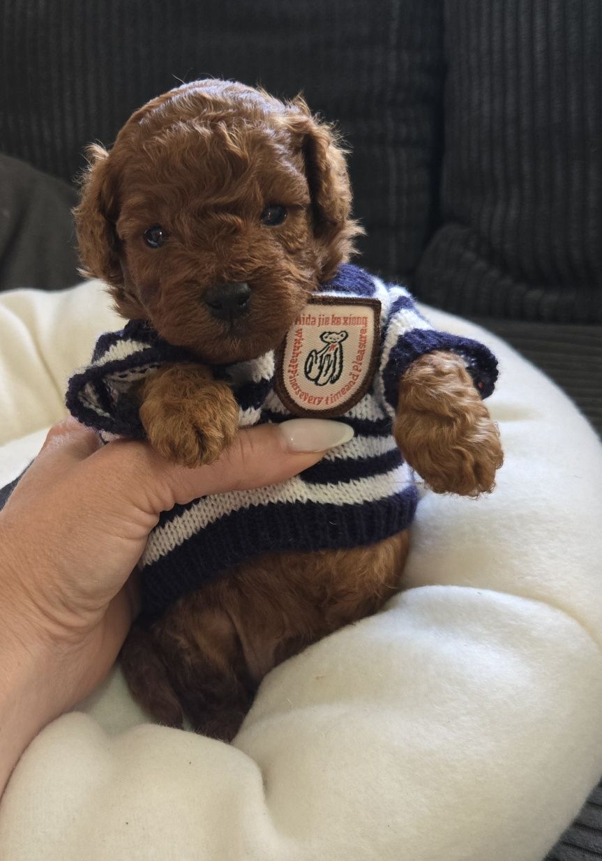 Пудел той Poodle Toy с родословие