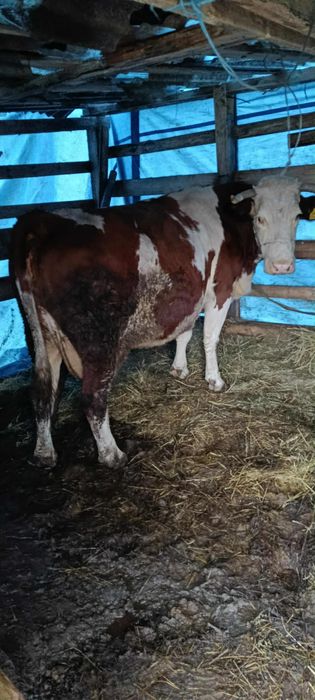 Vaca de vânzare gestanta