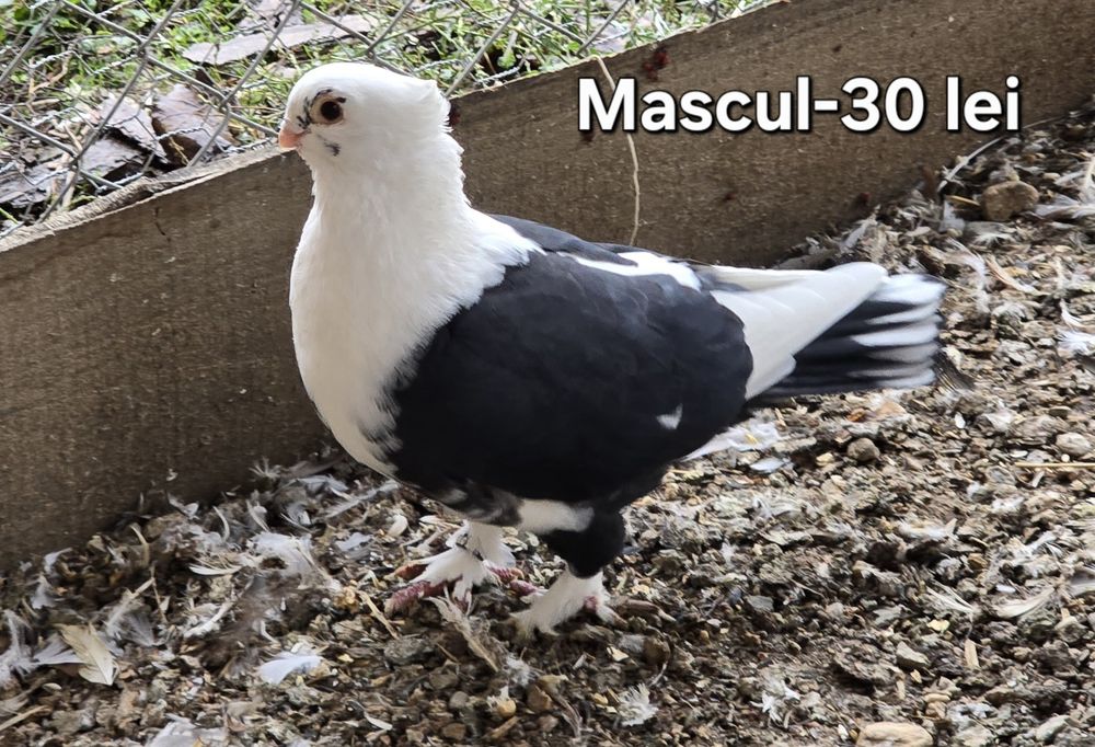 Porumbei diferite rase