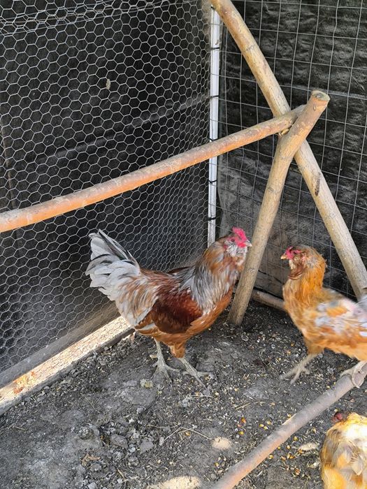 Familie Rhode Island si Cocos Ameraucana